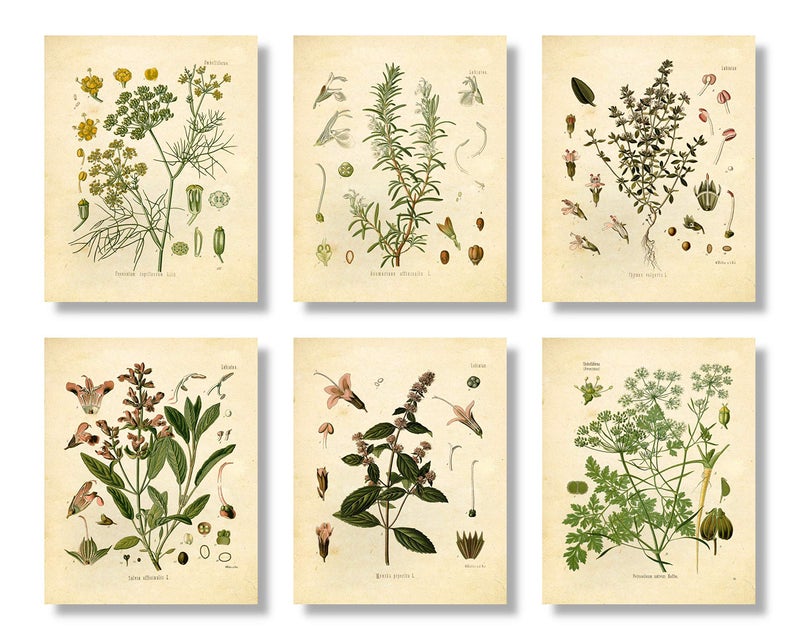 Ink Inc. Vintage Botanical Prints | Kitchen Herb Wall Art Thyme, Mint, Rosemary, Parsley, Sage, Fennel | Set of 6 8"x10" Unframed - Image 1